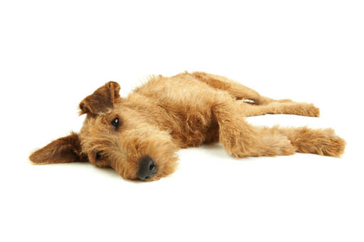 Ein ruhender irish terrier, der seine zeit auf dem boden genießt