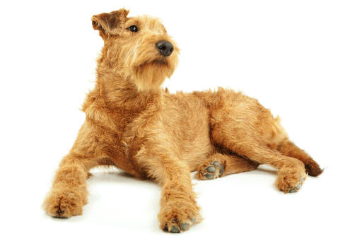 Ein drahtiger, junger erwachsener irish terrier, der sein schönes rotes fell zur schau stellt