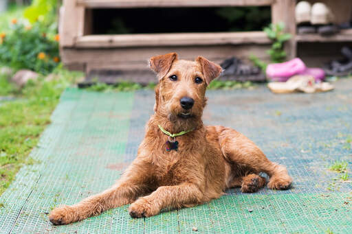 how tall do irish terriers get