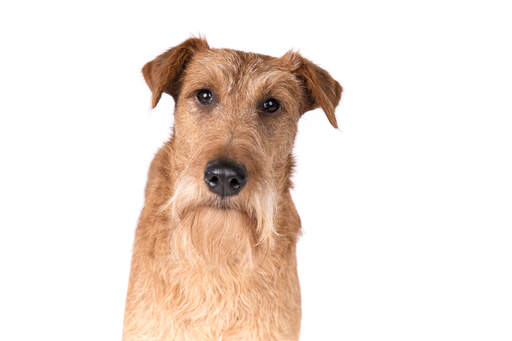 Der charakteristische drahtige, blonde bart eines irischen terriers