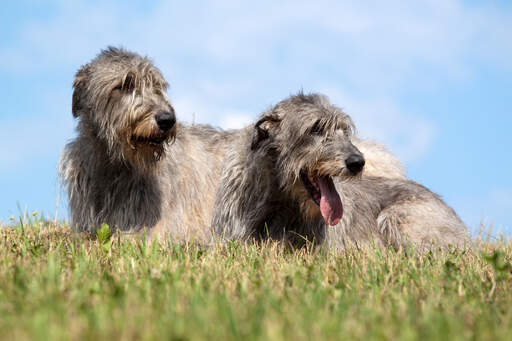 Zwei gesunde, erwachsene irische wolfshunde liegen im gras