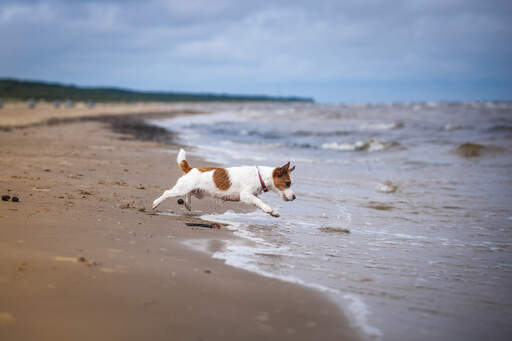 Eine schöne, kleine jack-russell-terrier-hündin, die ins wasser springt