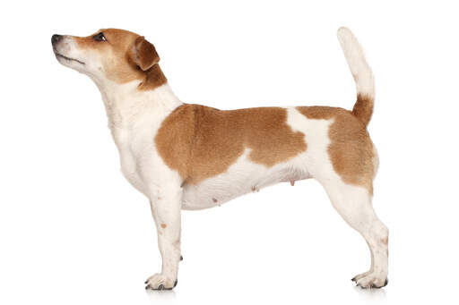 Bobtail sales jack russell
