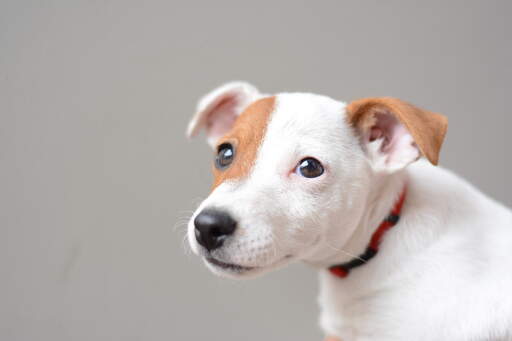 Eine nahaufnahme der schönen kleinen augen und des weichen welpenfells eines jungen jack russell terriers