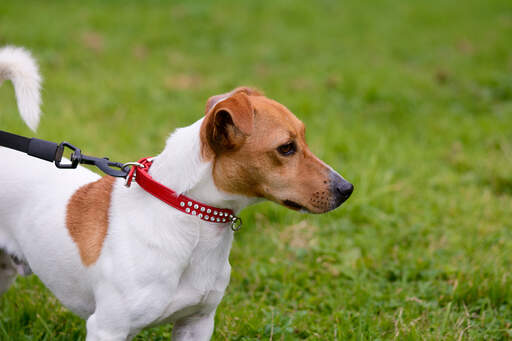 Ein gesunder, junger, erwachsener jack russell terrier mit einem schönen, weichen, kurzen fell