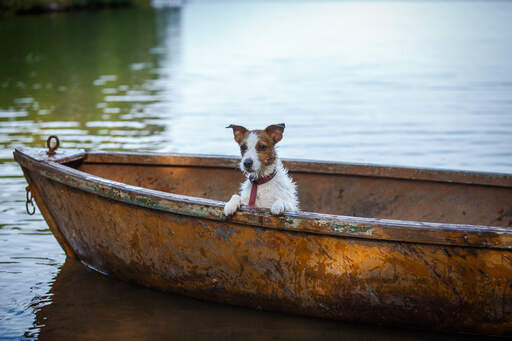 Ein kleiner jack russell terrier, der sich nach dem schwimmen in einem boot entspannt