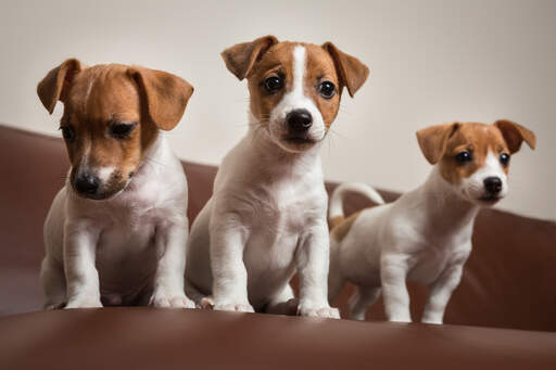 Drei hübsche, kleine jack-russell-terrier sitzen fein säuberlich zusammen