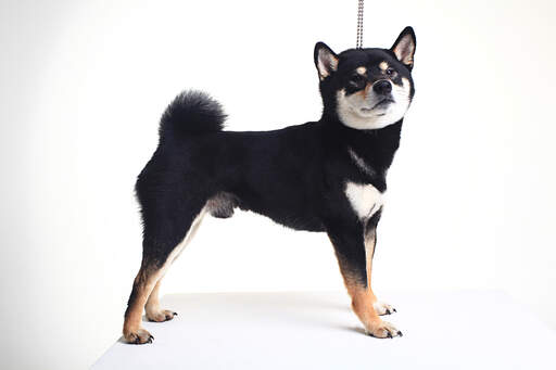 Ein schöner kleiner japanischer shiba inu welpe mit einem schönen dichten fell