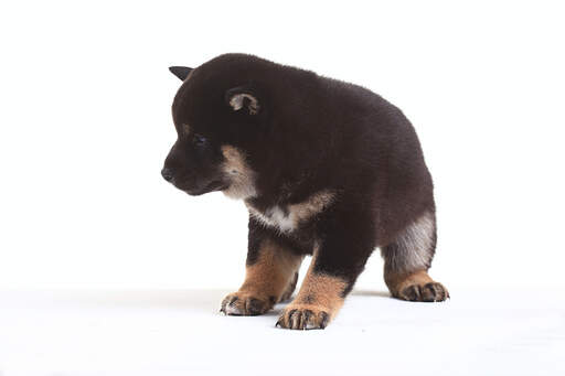 Eine nahaufnahme der beeindruckend großen pfoten eines japanischen shiba-inu-welpen