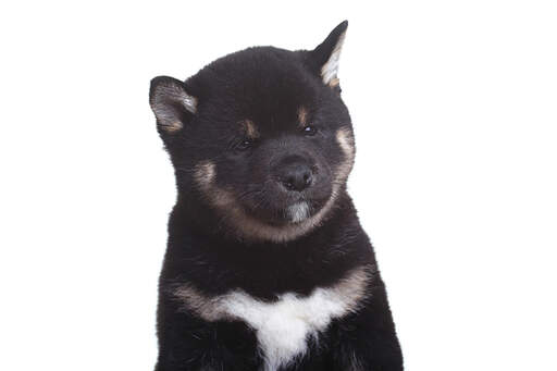 Eine nahaufnahme des hübschen runden gesichts eines japanischen shiba-inu-welpen