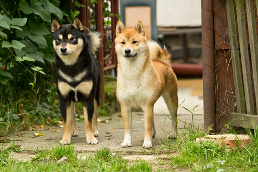 Zwei gesunde erwachsene japanische shiba inus stehen zusammen aufrecht