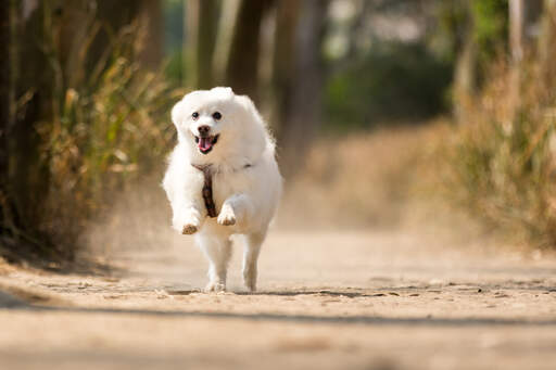 Ein japanischer spitz springt in vollem tempo auf seinen besitzer zu