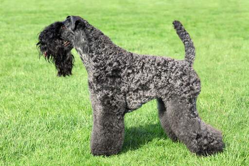 Ein unglaublich gepflegter kerry blue terrier mit einem wunderschönen langen, schwarzen bart