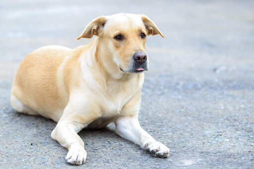 Ein labrador retriever, der sich hinlegt und geduldig auf ein kommando wartet