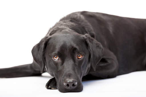 Ein erwachsener labrador retriever ruht sich aus und genießt den boden