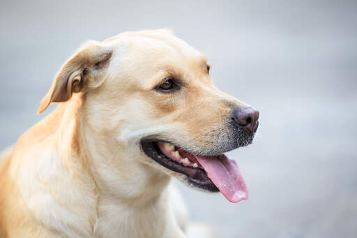 Ein erwachsener labrador retriever mit einem schönen, dichten, blonden fell