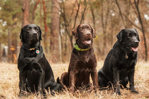 Drei reizende, erwachsene labrador retriever sitzen geduldig zusammen