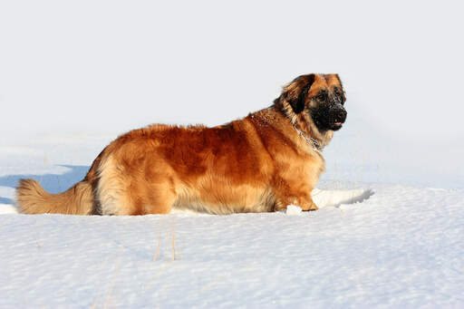 Ein wunderbarer, erwachsener leonberger, der sich im freien bewegt Snow