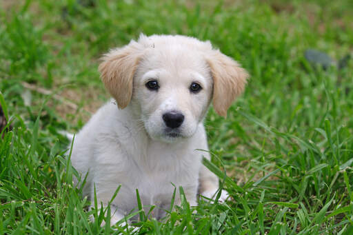 Ein süßer kleiner maremma-schäferhund-welpe