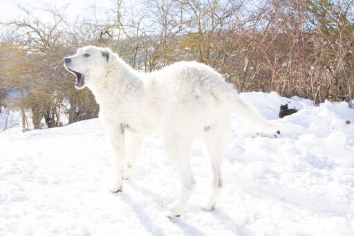 Einen atemberaubenden maremma-schäferhund auf dem Snow