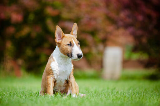 Ein schöner, kleiner miniatur-bullterrier, der sich im gras ausruht