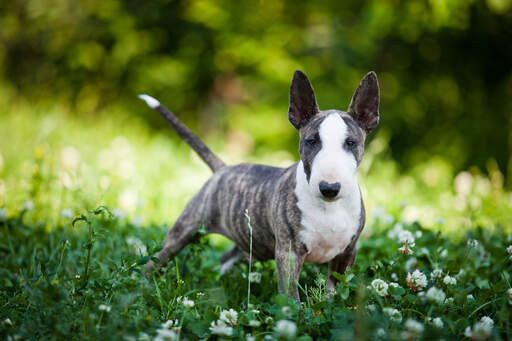 Ein junger miniatur-bullterrier mit großen, schönen spitzen ohren