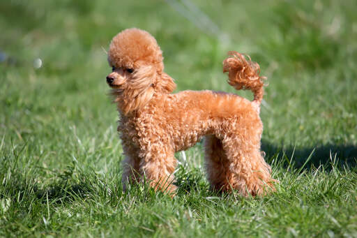 Dwerg poodle shop