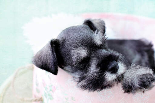 Ein schöner, kleiner zwergschnauzer mit drahtigem grauem bart und augenbrauen