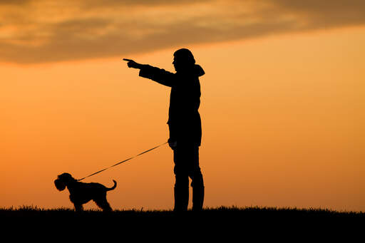 Eine silhouette eines zwergschnauzers und seines besitzers