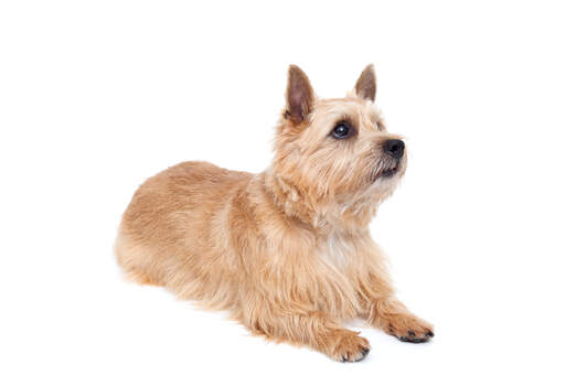 Ein schöner erwachsener norwich terrier, der seine wunderschönen spitzen ohren zur schau stellt