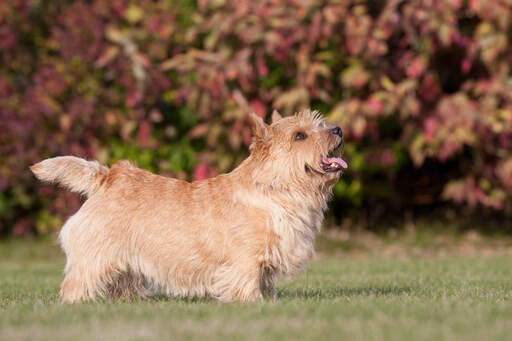 Ein wunderschöner kleiner norwich terrier, der seine kurzen beine und seinen langen körper zur schau stellt