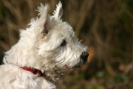 Ein hübscher kleiner norwich terrier mit dickem weißen fell und spitzen ohren