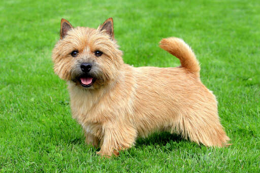 Ein erwachsener norwich terrier mit einem schönen buschigen gesicht und schwanz