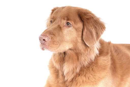 Das hübsche rothaarige gesicht eines nova scotia duck tolling retriever