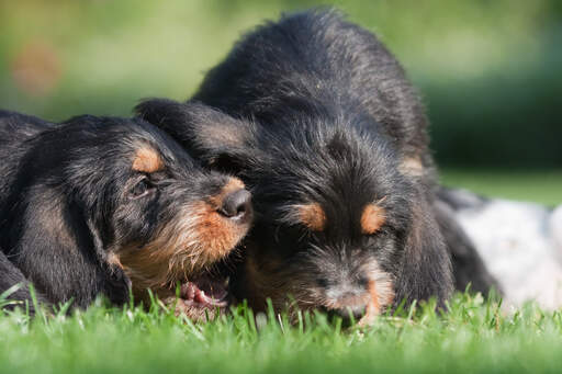 Zwei wunderbare kleine otterhound-welpen, die auf der wiese spielen