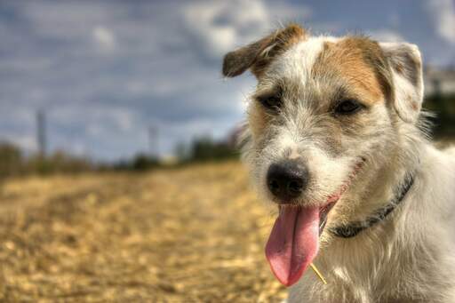 Die wunderschönen schlappohren und die kurze, drahtige nase eines parson russell terriers