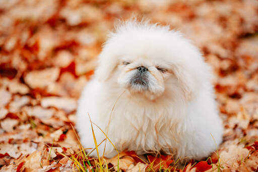 are bones easily digested by a pekingese