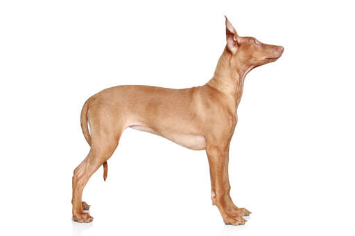 Ein schöner, junger pharaonenhund, der aufrecht steht und seinen schlanken körperbau zur schau stellt