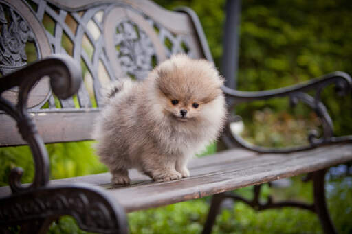 Ein schöner, junger pomeranian-welpe mit einem wunderschönen, dichten, weichen fell