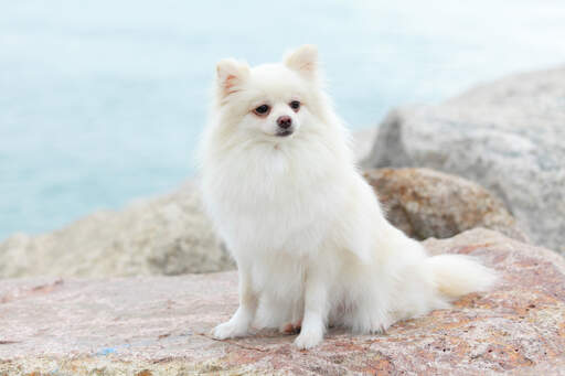 Ein erwachsener pomeranian mit einem schönen, Snow weißen fell