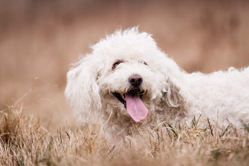 Ein komondor mit kurzem, lockigem, weißem fell, der im gras spielt