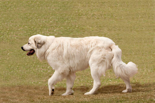 Ein pyrenäenberghund, der spazieren geht, mit einem langen, dichten weißen fell