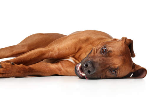 Ein schöner, junger rhodesian-ridgeback-welpe, der sich auf dem boden ausbreitet