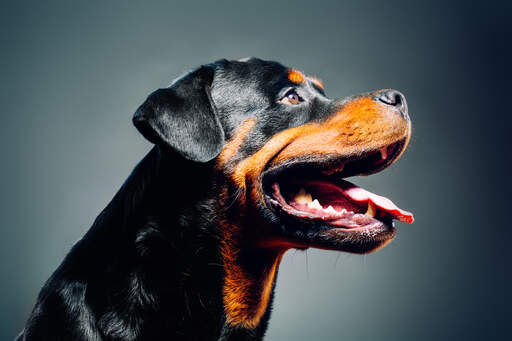 Eine nahaufnahme des starken, männlichen gesichts eines rottweilers