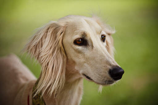 Saluki Hunderassen