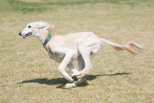 Ein gesunder erwachsener saluki, der in vollem tempo über die wiese läuft