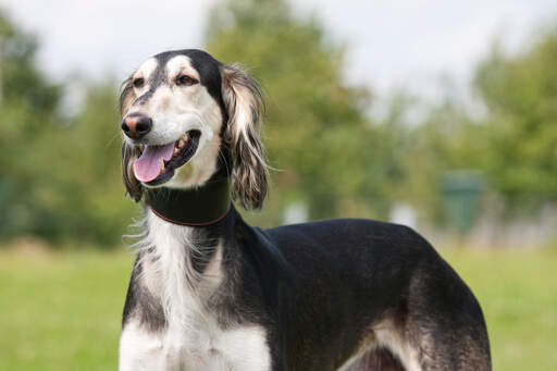 Ein schöner, großer saluki, der auf ein kommando seines besitzers wartet