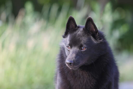 Eine nahaufnahme der schönen kleinen augen und des dicken weichen fells eines schipperke