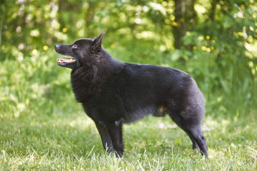 Ein gesunder erwachsener schipperke, der aufrecht steht und seinen wundervollen körperbau zur schau stellt