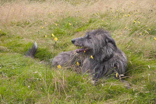 Ein schöner, drahtbewehrter schottischer hirschhund liegt im gras